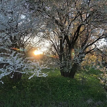 Part Of House, Sauna And Terrace *